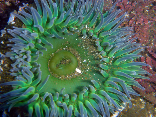 Giant Green Anemone, photo 6 of 7