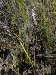 Thelymitra malvina
