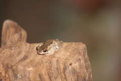 Litoria quiritatus