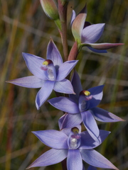 Thelymitra malvina