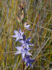 Thelymitra malvina