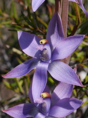 Thelymitra malvina