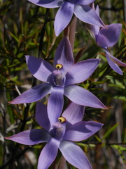 Thelymitra malvina