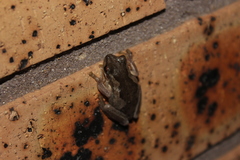 Litoria quiritatus
