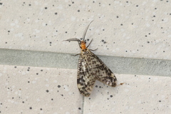 Neochauliodes sinensis