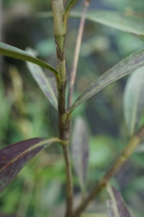 Persicaria barbata