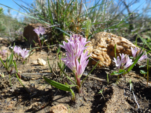 Lachenalia corymbosa