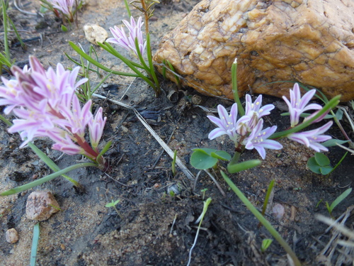 Image of Lachenalia corymbosa by (c) bullwooding, some rights reserved (CC BY)