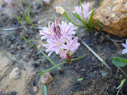Image of Lachenalia corymbosa by (c) bullwooding, some rights reserved (CC BY)