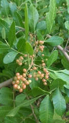 Schinus terebinthifolia