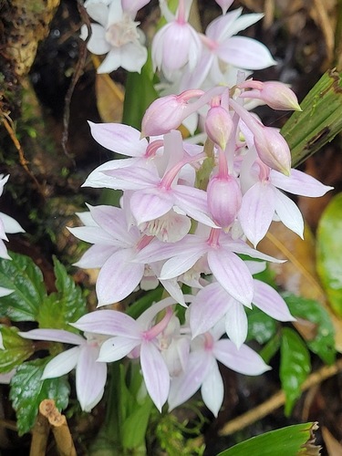 Calanthe aristulifera iNat (2)