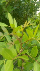 Schinus terebinthifolia