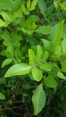 Schinus terebinthifolia