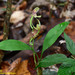 Cymbidium lancifolium - Photo (c) Kinmatsu Lin, algunos derechos reservados (CC BY-NC), subido por Kinmatsu Lin