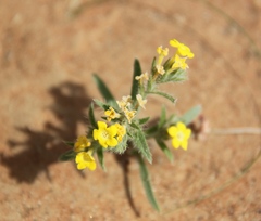 Arnebia hispidissima