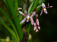 Dipodium scandens