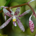 Dipodium scandens - Photo (c) Kinmatsu Lin, some rights reserved (CC BY-NC), uploaded by Kinmatsu Lin