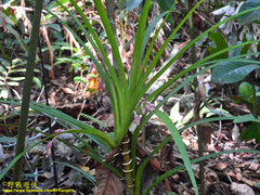 Dipodium scandens