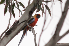 Platycercus elegans adelaidae