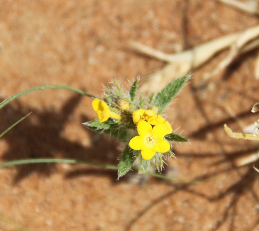 Arabian Primrose