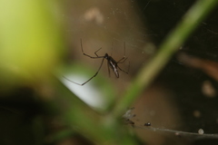 Argyrodes fissifrons