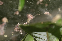 Cyrtophora exanthematica