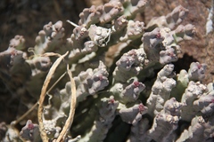 Desmidorchis arabica