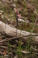 Thelymitra luteocilium