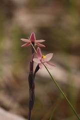 Thelymitra luteocilium