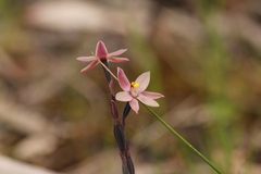 Thelymitra luteocilium