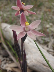 Thelymitra luteocilium