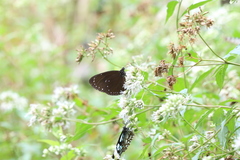 Euploea tulliolus koxinga