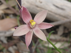 Thelymitra luteocilium