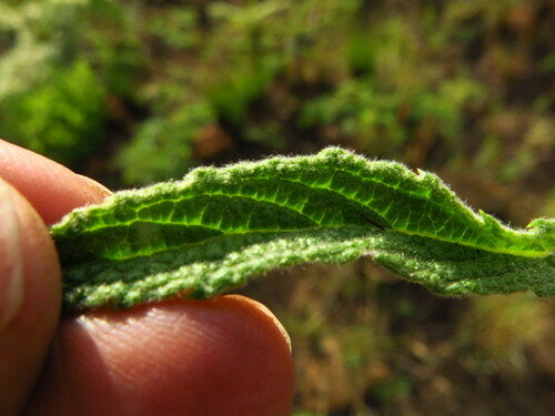 Image of Hilliardiella hirsuta by no rights reserved