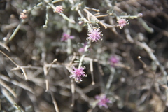 Vernonia arabica