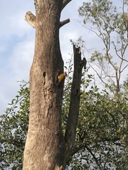 Chloropicus spodocephalus