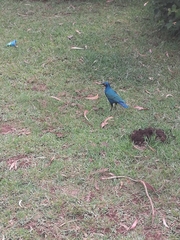 Lamprotornis chalybaeus