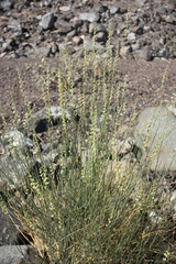 Ochradenus aucheri