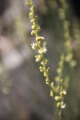Ochradenus aucheri