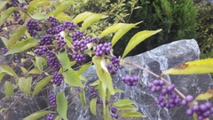 Callicarpa dichotoma