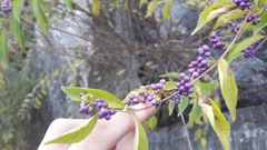 Callicarpa dichotoma