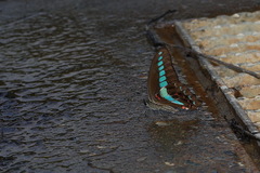 Graphium sarpedon connectens