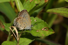 Pseudozizeeria maha okinawana