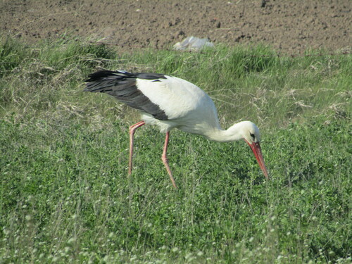 White Stork (Ciconia ciconia), photo 4