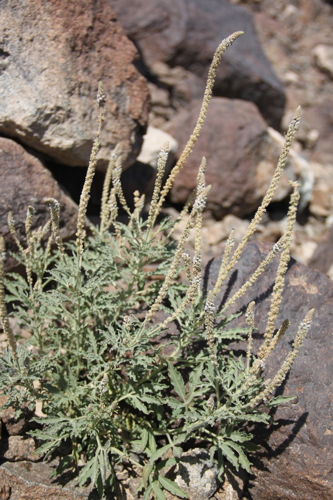 Reseda aucheri