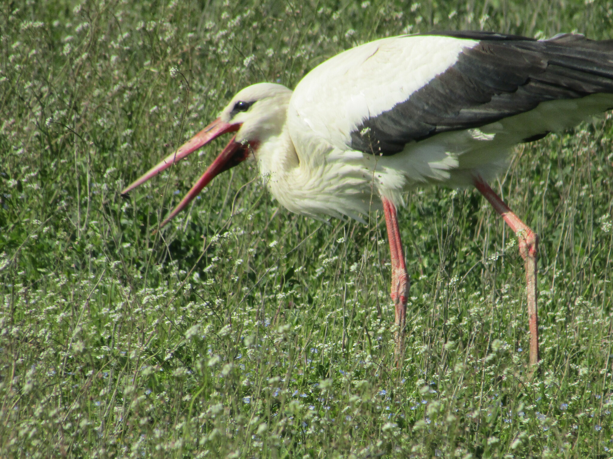 White Stork (Ciconia ciconia)