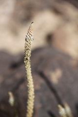 Reseda aucheri