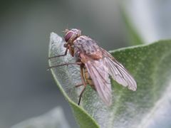 Phaonia valida