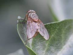 Phaonia valida