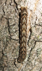 Lithophane bethunei